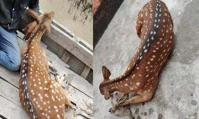 মনপুরার লোকালয় থেকে দুইটি চিত্রা হরিণ উদ্ধার